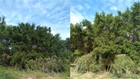 說明 資通一大隊戰備訓練實兵演練，官兵結合地形、地物，運用偽裝網及天然樹木及枝葉，將戰術區域通信系統與最難以隱藏的天線「無違和」完成偽裝，將通信裝備隱匿於樹叢中，完全融入自然環境裡，防敵地面及空中偵察。（圖/資通一大隊提供）
