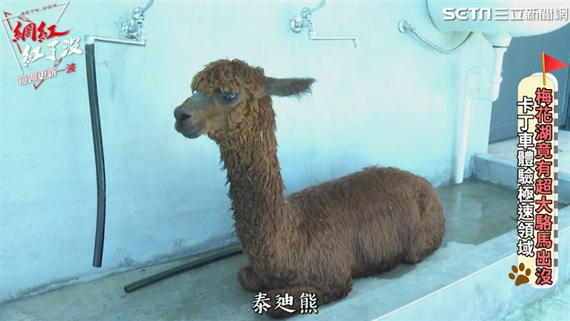 駱馬老大身旁近10隻草尼馬小弟站崗