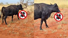 牛,沙蛇,澳洲,吸允,咀嚼