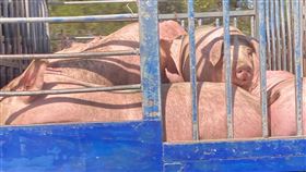 豬,高速公路,卡車,運送,想法,PTT　圖／翻攝自PTT
