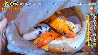 受託清理人工湖　一撈全是外來種生物