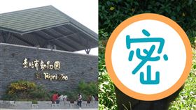  金剛猩猩,動物園園慶,猩猩寶寶 圖/北市動物園提供