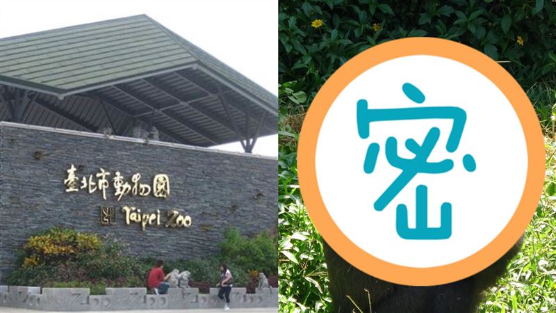 台荷聯姻　北市動物園金剛猩猩傳喜訊