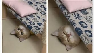 主人做床　小貓不領情還這樣睡網笑翻