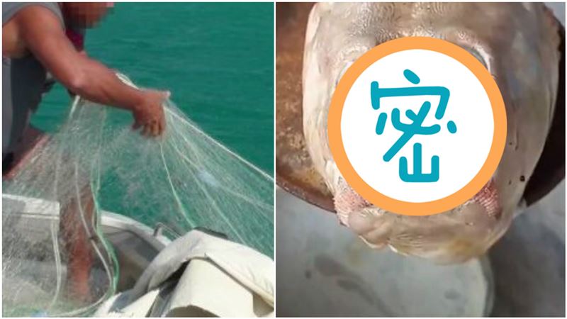 撈到「超醜人面魚」！衰樣曝光網看傻