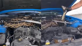 緬甸蟒蛇,野馬,引擎,引擎燈,巨蟒