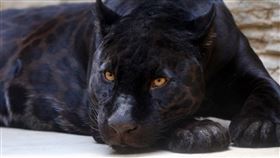 黑豹（示意圖／Pixabay）