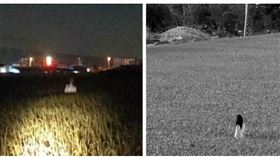 南投稻田裡有鬼…民眾近看真相更恐怖（圖／翻攝自草屯人臉書）