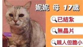 天空小蓓　母貓妮妮飼主提供