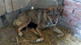 中國,寵物,土狗,生小孩,哀號,半夜（圖／翻攝自微博）