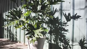 督導來視察…菜鳥衝「雜貨店買1物」救枯黃盆栽（圖／翻攝自爆怨2公社臉書）