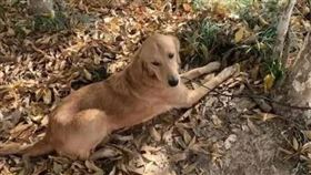 1歲金毛被寄養…憑搭車記憶「走100公里」　回家見主人（圖／翻攝自微博）