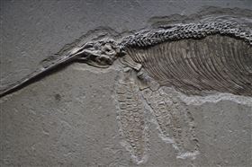 魚龍　ichthyosaur　（圖／翻攝自pixabay）