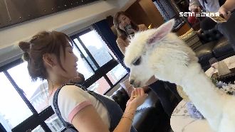 女歌手戶頭突多百萬　真相曝光奔警局