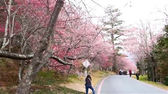 國旅賞櫻超夯　開放訂房6分鐘秒殺！