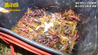 美國螯蝦 雌蝦一次可抱500顆卵