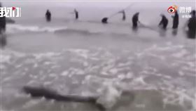 中國,廣西,漁民,江豚,放生,保育類動物（圖／翻攝自微博）