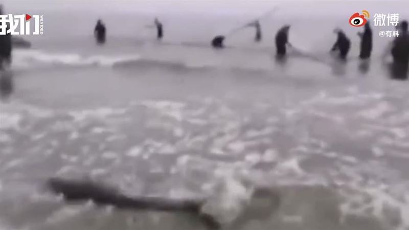 出海意外捕這動物　他一看喊：快放生