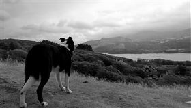 山路,迷路,山神,野狗,狗狗(翻攝自 Pixabay)