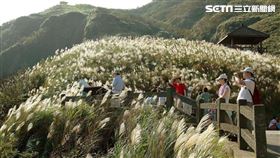 秋季雪白金黃盛典！2020草嶺古道芒花季11月7日登場（圖／翻攝自東北角之友粉專）