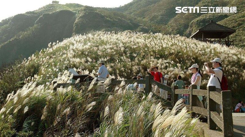 秋季盛典！草嶺古道芒花季周六登場