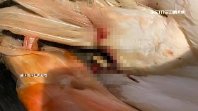 文 紅鶴慘斷腿0930