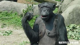 黑猩猩阿美
圖/北市動物園提供