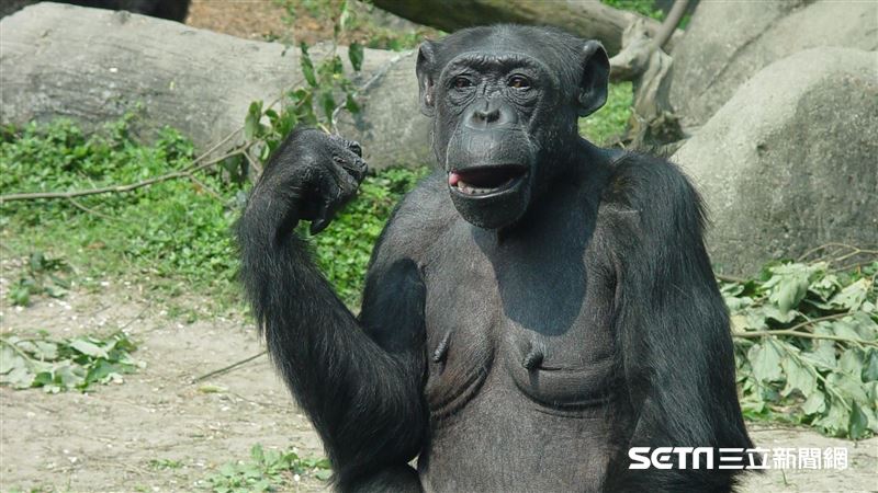 動物園最老黑猩猩逝世　享年51歲