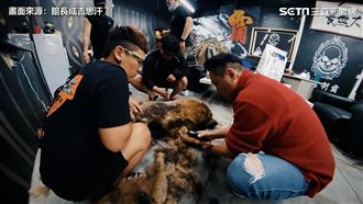 超大陣仗！館長愛犬剃毛出動4壯漢