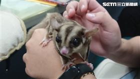 馬國女大生,寵物蜜袋鼯,農委會,台南,翻攝畫面
