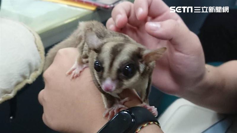 女大生寵物蜜袋鼯　可陪父母回大馬了