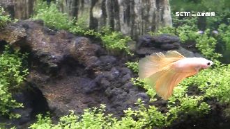 水族業利潤達1000%？業者打臉了