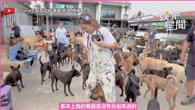 ▲Selina被園區內的浪犬圍繞住。（圖／Selina任家萱官方專屬頻道 授權）