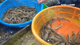網控小蝦混大蝦賣　攤商：出來對質