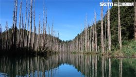 阿里山水漾森林，(圖／記者林彥君攝影)