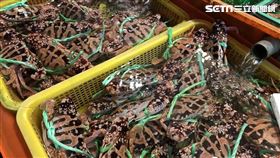 旅遊尋味／立冬進補啖麻油萬里蟹火鍋！龜吼還有好康戳戳樂（圖／新北市農業局提供）