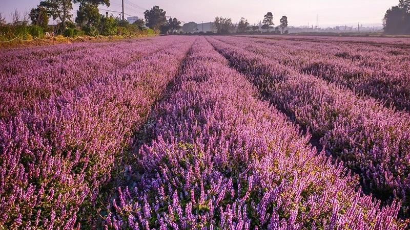 「桃園仙草花節」11/28開幕囉！