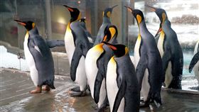 國王企鵝(圖／臺北市立動物園提供)
