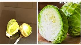 袍子甘藍（圖／翻攝畫面）