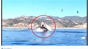 鯨魚,吞食,獨木舟,美國（圖／翻攝自《Whales of the World》YouTube頻道）
