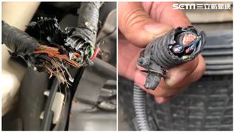 驚見愛車油管被剪　不排除「牠」惹禍