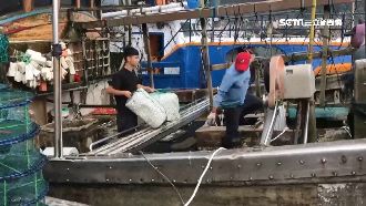 獨／最年輕捕蟹人！旺季最高月入十萬