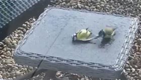 ▲藍雀不離不棄的幫莊到玻璃的同伴急救。（圖／翻攝自臉書影片）