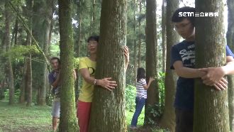 樹療法盛行　內行人：挑照陽光的紅杉
