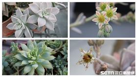 朧月屬／多肉植物（農委會提供）