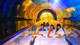 ▲夜宿海底隧道。（圖／國立海洋生物博物館提供）