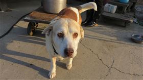 朱冠甍,浪浪,朱媽媽,彰化,彰化縣動物防疫所