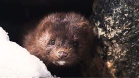 ▲丹麥將撲殺1700萬隻水貂。（示意圖／翻攝自Pixabay）