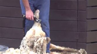 清境剃毛秀喊卡？他求問羊馮世寬妙答