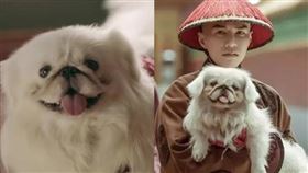 北京犬。（圖／翻攝自微博）